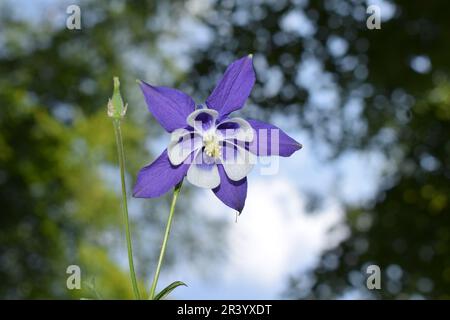 Columbine Flower Stock Photo