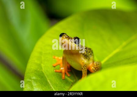 Starry Night Reed Frog, Heterixalus alboguttatus, Ranomafana. Madagascar wildlife Stock Photo