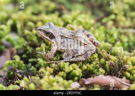 Rana dalmatina, known as Agile frog, Spring frog, Leap frog, Dalmatian frog from Germany Stock Photo