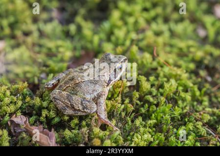 Rana dalmatina, known as Agile frog, Spring frog, Leap frog, Dalmatian frog from Germany Stock Photo