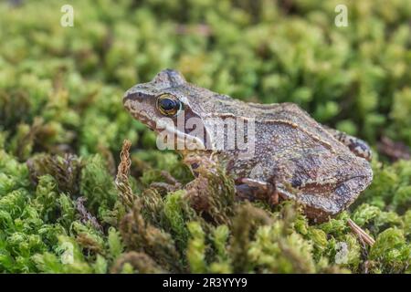 Rana dalmatina, known as Agile frog, Spring frog, Leap frog, Dalmatian frog from Germany Stock Photo