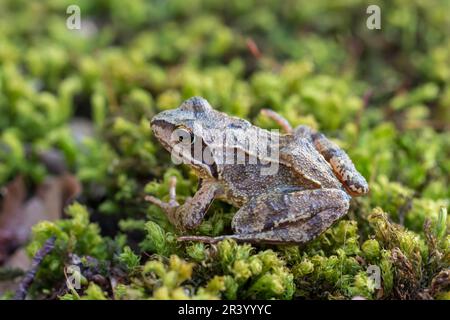 Rana dalmatina, known as Agile frog, Spring frog, Leap frog, Dalmatian frog from Germany Stock Photo