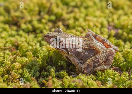 Rana dalmatina, known as Agile frog, Spring frog, Leap frog, Dalmatian frog from Germany Stock Photo