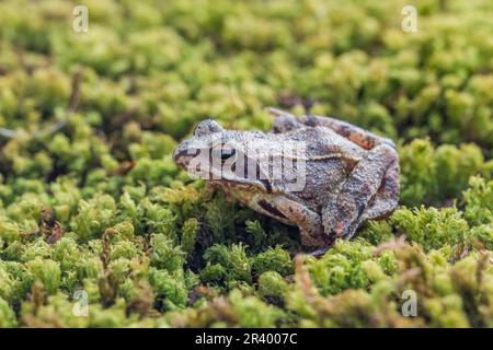 Rana dalmatina, known as Agile frog, Spring frog, Leap frog, Dalmatian frog from Germany Stock Photo