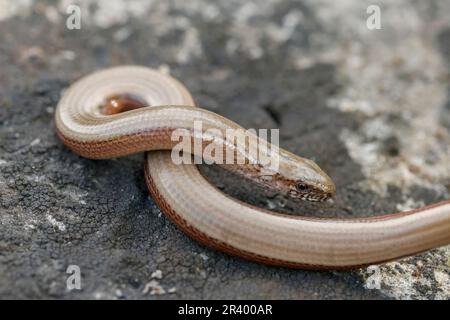 Anguis fragilis, known as Blindworm, Blind worm, Slowworm, Slow worm, Deaf adder, Common slowworm Stock Photo