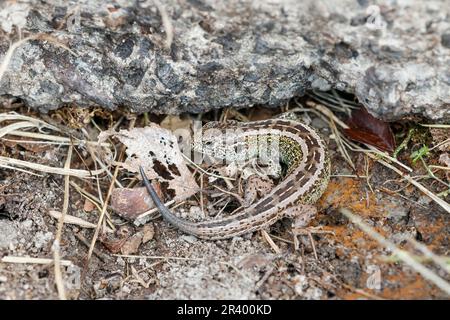Lacerta agilis, known as Sand lizard from Europe Stock Photo