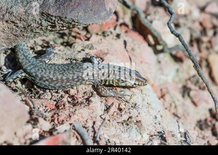 Podarcis muralis maculiventris, known as Common wall lizard, European wall lizard, Wall lizard Stock Photo