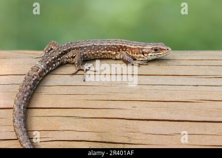 Zootoca vivipara, syn. Lacerta vivipara, known as Common lizard, Viviparous lizard Stock Photo