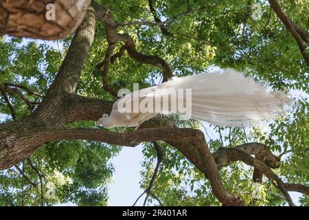 Pavo cristatus mut. alba, known as Indian peafowl, White peafowl, Peafowl, Common peafowl Stock Photo
