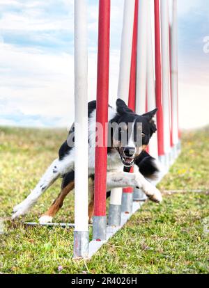 training of agility for competition  in an obedience club Stock Photo