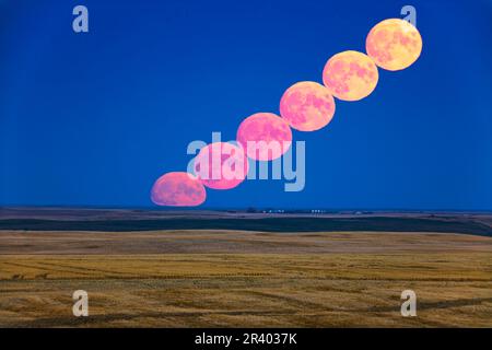 Harvest moonrise over farmland in southern Alberta, Canada. Stock Photo