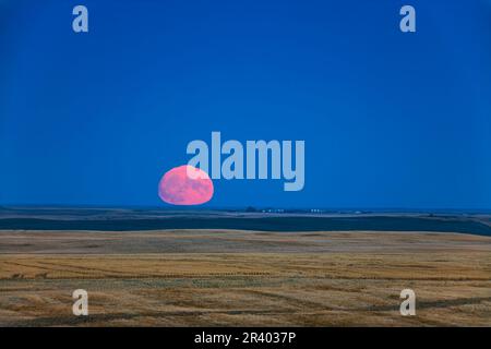 Harvest moonrise over farmland in Alberta, Canada. Stock Photo