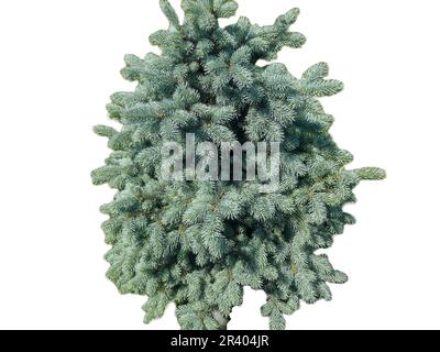 Little Colorado blue spruce isolated on white. Picea pungens Stock Photo