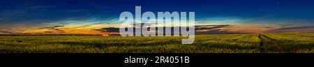 A panorama of noctilucent clouds over a ripening field of yellow canola in southern Alberta, Canada. Stock Photo