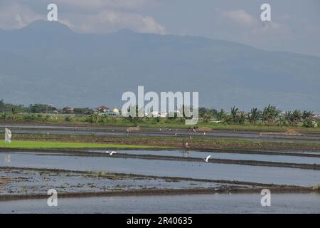 Bandung Regency, West Java, Indonesia. May 25, 2023. A flock of rice egrets (Ardeola speciosa) flies over a rice field area in Bandung Regency, West Java, Indonesia. The presence of egrets before and after the rice planting period in the rice fields is very helpful for eradicating parasites. Credit: Dimas Rachmatsyah/Alamy Live News Stock Photo