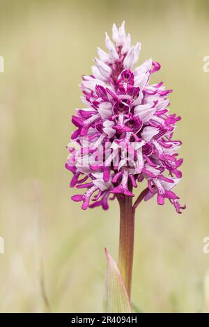 Orchis militaris, known as Military orchid, Military orchis, Soldier orchid Stock Photo
