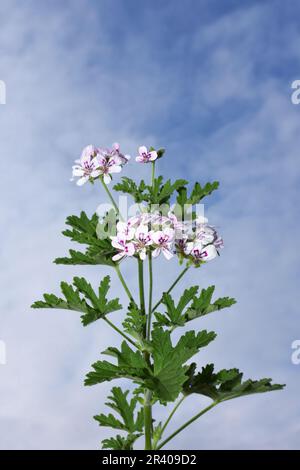 Pelargonium crispum the lemon-scented geranium on blue sky background Stock Photo