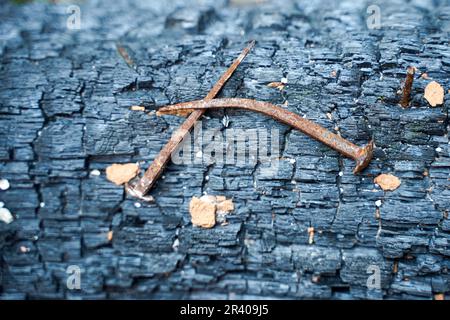 Medieval rusty nails on burnt wood. Stock Photo