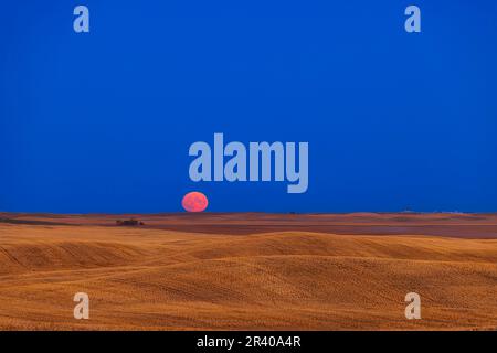 Rising of the Harvest Moon over a rolling harvested prairie field in southern Alberta, Canada. Stock Photo