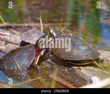 Painted turtle couple during mating season interacting on a log with blur water background in their environment and habitat. Turtles Picture Stock Photo