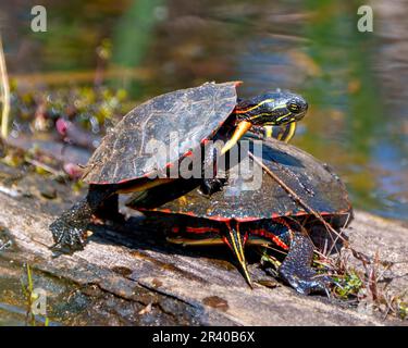 Painted turtle couple during mating season interacting on a log with blur water background in their environment and habitat. Turtles Picture Stock Photo