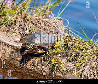 Painted turtle resting on a log with vegetation and moss with a vegetation and water background in its environment and habitat. Turtle Picture. Stock Photo