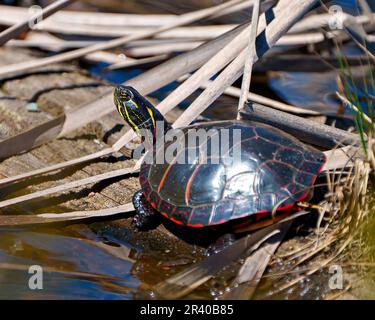 Painted Turtle close-up view resting on a log with moss and sunbathing in its environment and habitat surrounding. Turtle Picture. Stock Photo