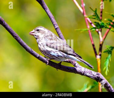 Finch female close-up profile side view, perched on a branch with a green background in its environment and habitat surrounding. Purple Finch Picture. Stock Photo