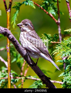 Finch female close-up profile side view, perched on a branch with a coniferous forest background in its environment and habitat. Finch Picture. Stock Photo