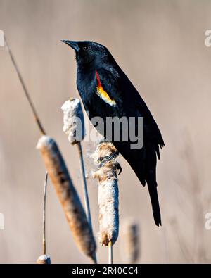 Red-Winged Blackbird close-up side view, perched on a cattail plant with brown background in its environment and habitat surrounding. Stock Photo