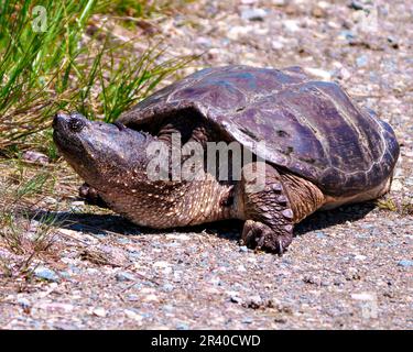 Snapping Turtle close-up view out of the water and looking to find a suitable nest site in its environment and habitat surrounding. Turtle Picture. Stock Photo