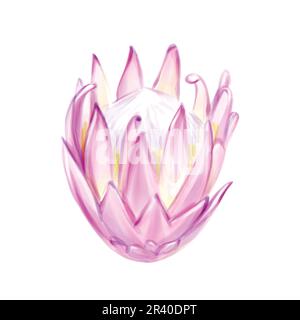 Watercolor pink Protea. Tropical botany. Exotic gentle and romantic, Isolate flower. For creating wedding invitations, cards Stock Photo