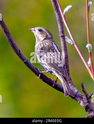 Finch female close-up side view, perched on a branch  with a green background in its environment and habitat surrounding. Purple Finch Picture. Stock Photo