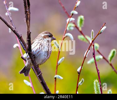 Purple Finch female close-up side view perched on a branch with colourful background and tree bud in its environment and habitat. Finch Picture. Stock Photo