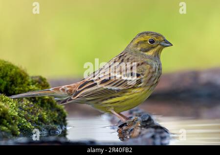 Beautiful Yellowhammer (emberiza citrinella) sits on an aged branch swimming in water pond Stock Photo