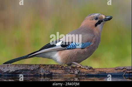 Graceful Eurasian Jay (garrulus glandarius) posing on trunk in autumn forest near water pond Stock Photo