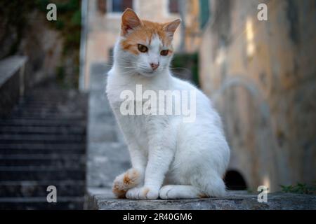 Kotor, Montenegro - A beautiful white and yellow stray cat sitting on a stone fence Stock Photo