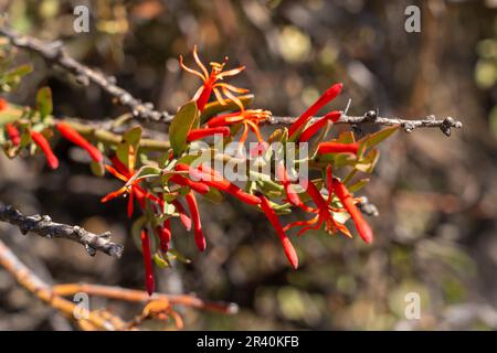 Liga, Ligaria cuneifolia, is a hemiparasitic epiphyte with red flowers found primarily in desert or dry shrubland.  Argentina. Stock Photo