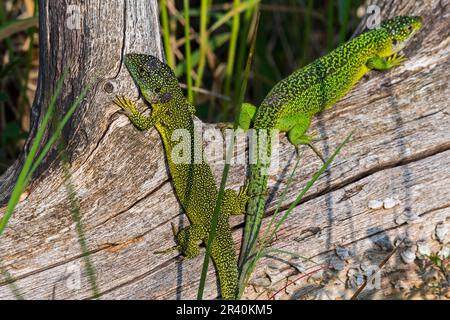 Male and female Western green lizards (Lacerta bilineata / Lacerta viridis) sunning on tree trunk in spring Stock Photo