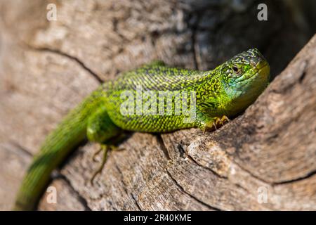 Western green lizard (Lacerta bilineata / Lacerta viridis) male sunning on tree trunk Stock Photo