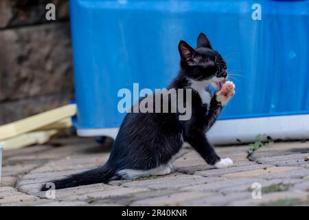 Young Kittens Eat Their Food And Clean Themselves In an Urban Environment Stock Photo