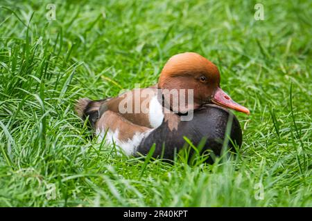 Red-crested pochard (Netta rufina), diving duck male resting on the shore in meadow Stock Photo