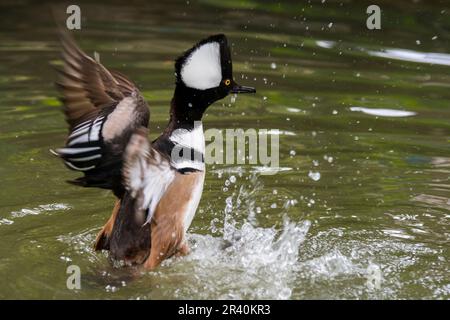 Hooded merganser (Lophodytes cucullatus) adult male in breeding plumage flapping wings in lake, native to the United States and Southern Canada Stock Photo