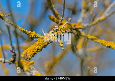 Yellow-brown lichen on tree branches Stock Photo