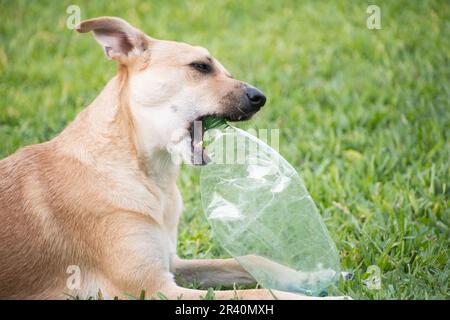 Dog lying on the grass playing with plastic bottle Stock Photo