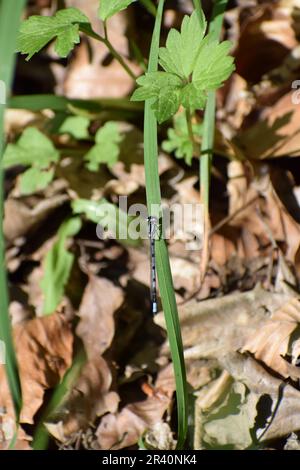 Blue Feather Damselfly Stock Photo