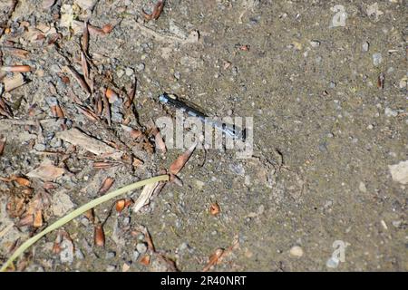 Blue Feather Damselfly Stock Photo