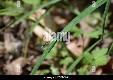 Blue Feather Damselfly Stock Photo