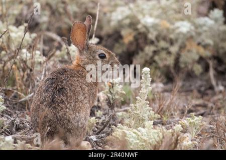 Brush rabbit in brush by beach Stock Photo