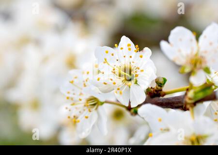 Cherry-Plum or Myrobalan (prunus cerasifera), close up showing a single white flower out of a multitude of others that covered the shrub. Stock Photo